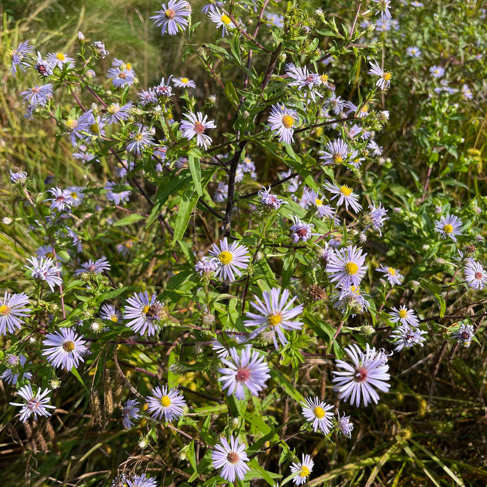 Semences - Aster ponceau