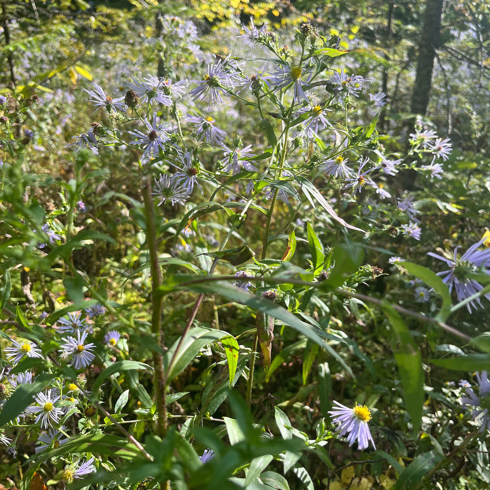 
                  
                    Semences - Aster ponceau
                  
                