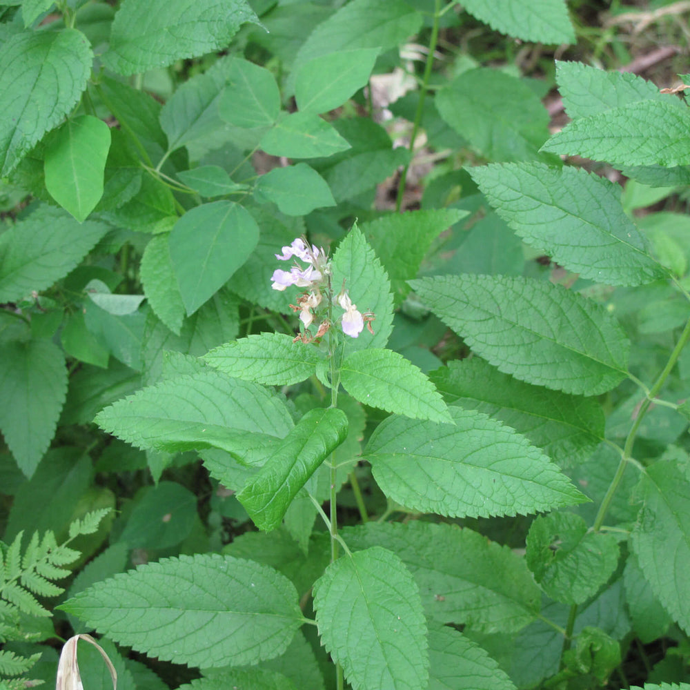 
                  
                    Semences - Germandrée du Canada
                  
                