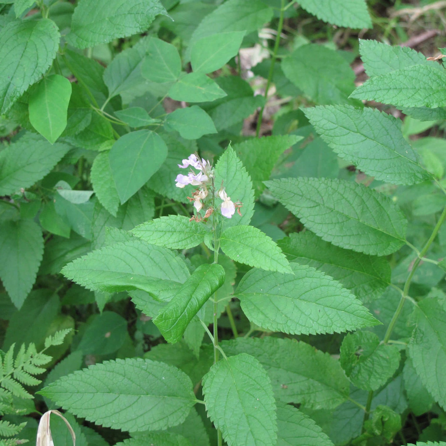 
                  
                    Semences - Germandrée du Canada
                  
                