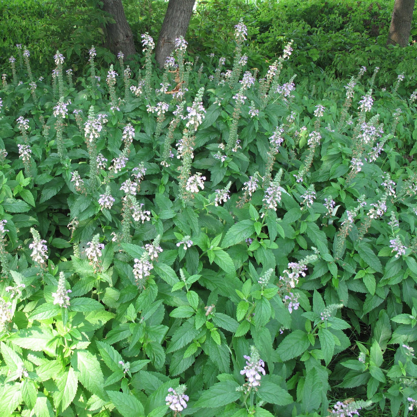 
                  
                    Semences - Germandrée du Canada
                  
                