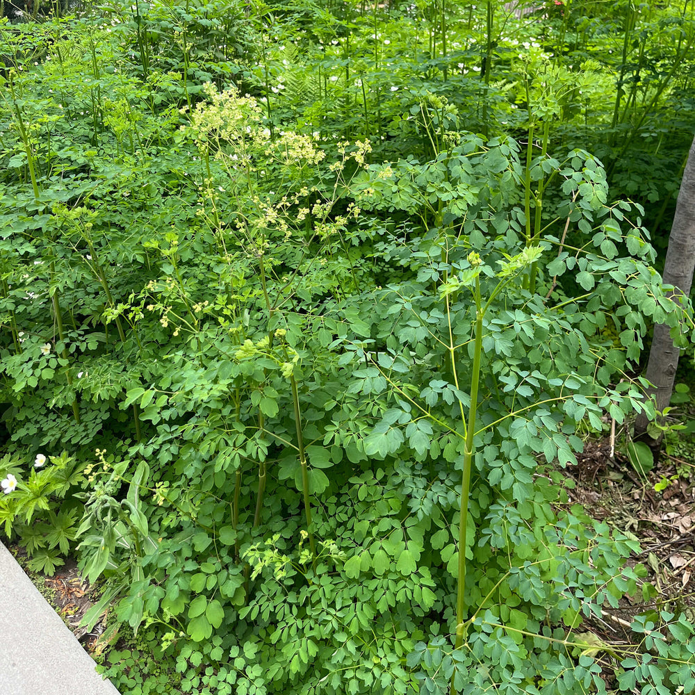 
                  
                    Seeds - Tall Meadow Rue
                  
                