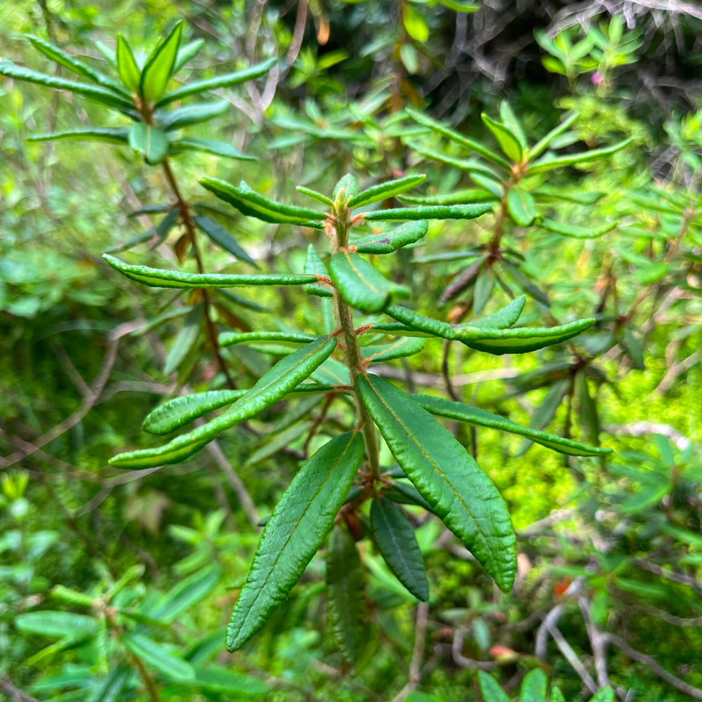 Thé du Labrador - Rhododendron Groenlandicum