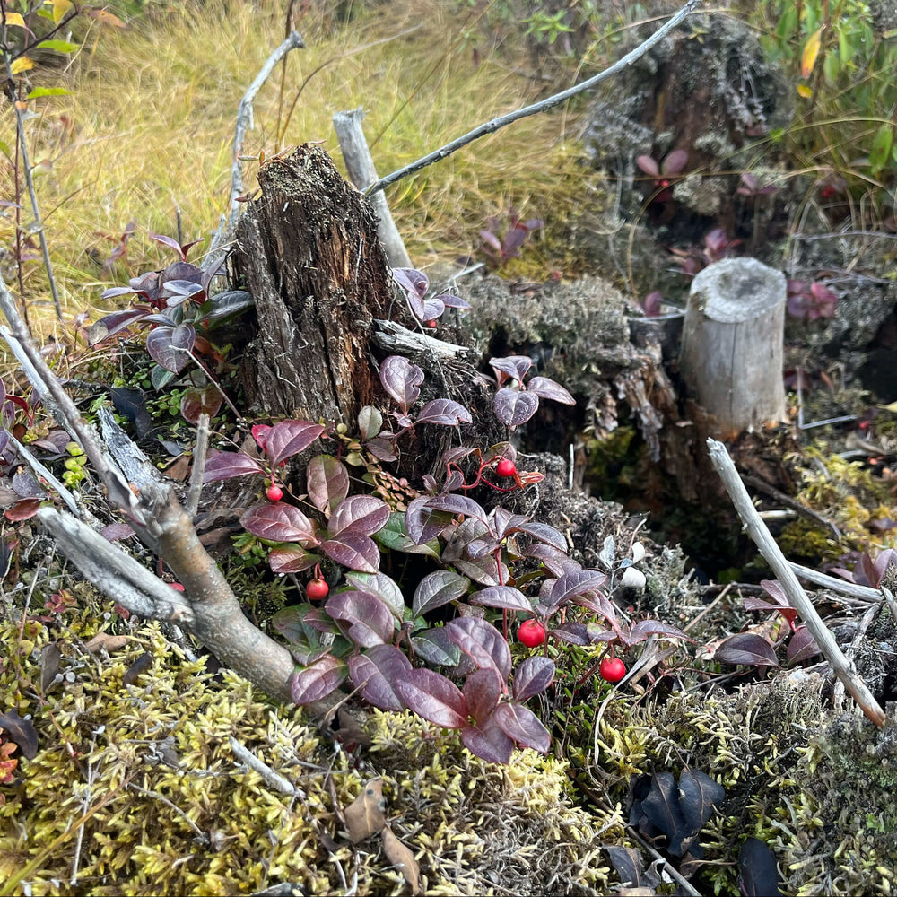 
                  
                    Semences - Thé des bois
                  
                