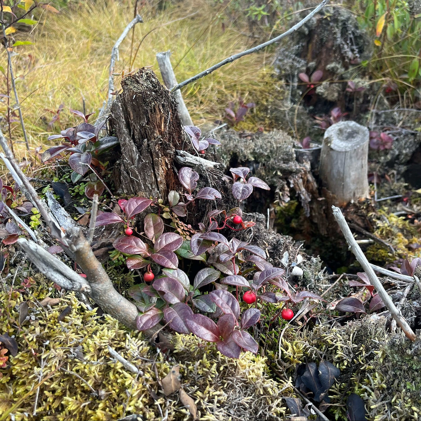 
                  
                    Semences - Thé des bois
                  
                