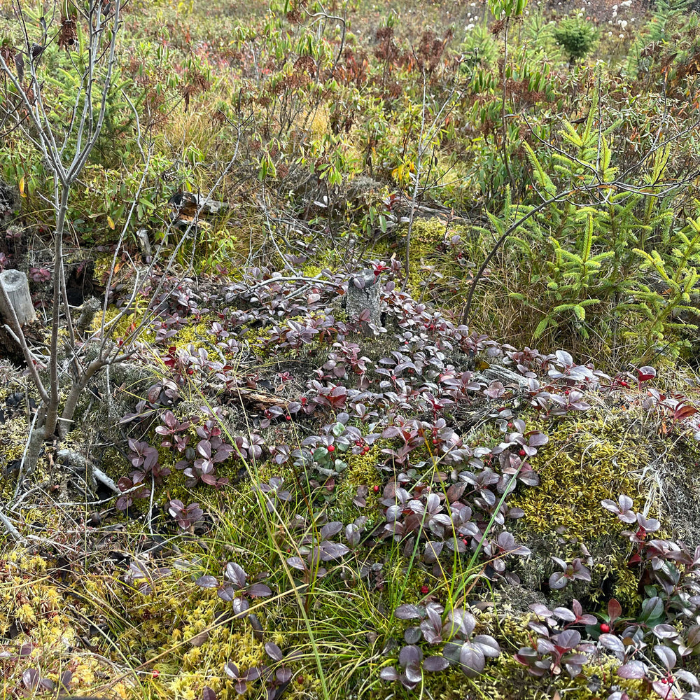 
                  
                    Semences - Thé des bois
                  
                