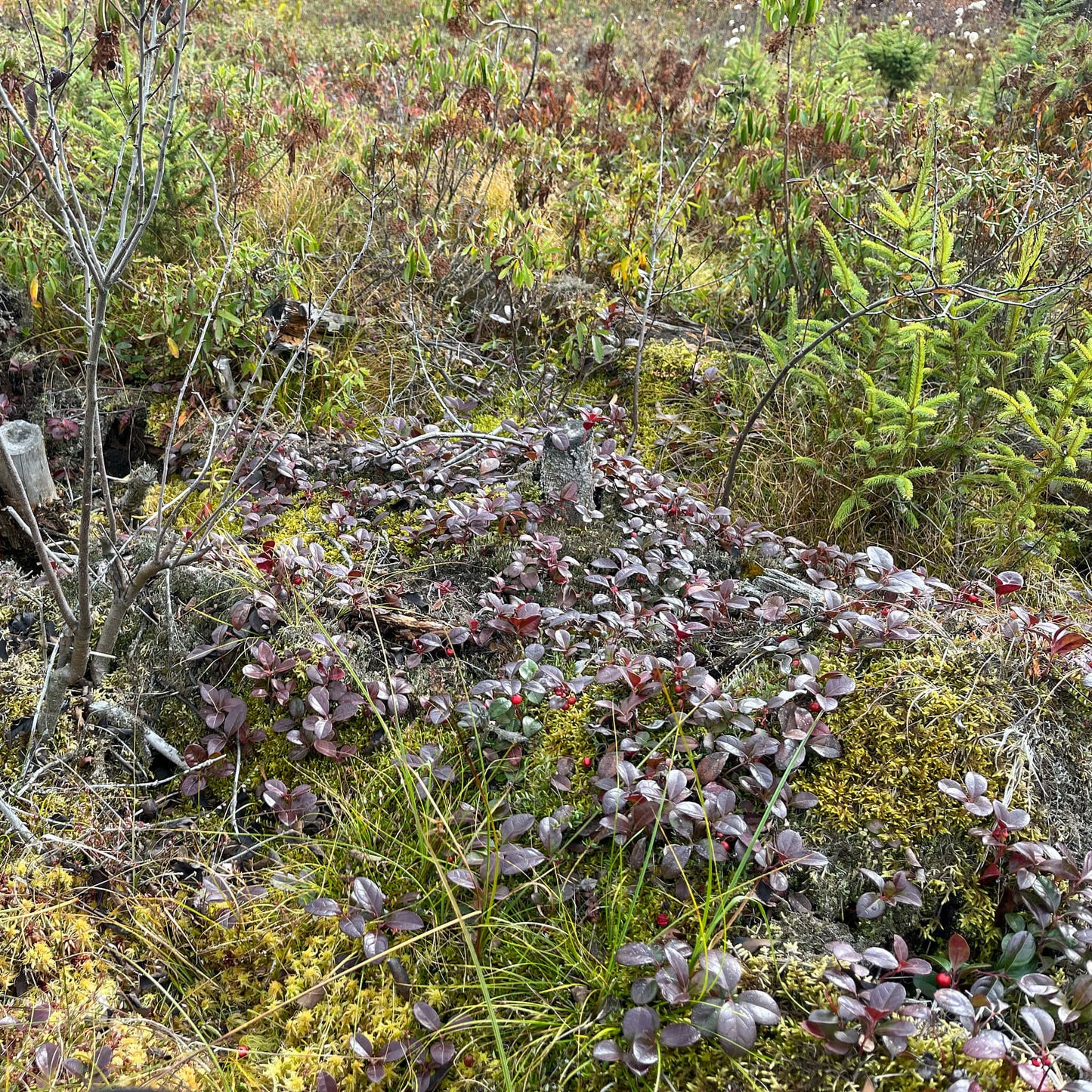 
                  
                    Semences - Thé des bois
                  
                