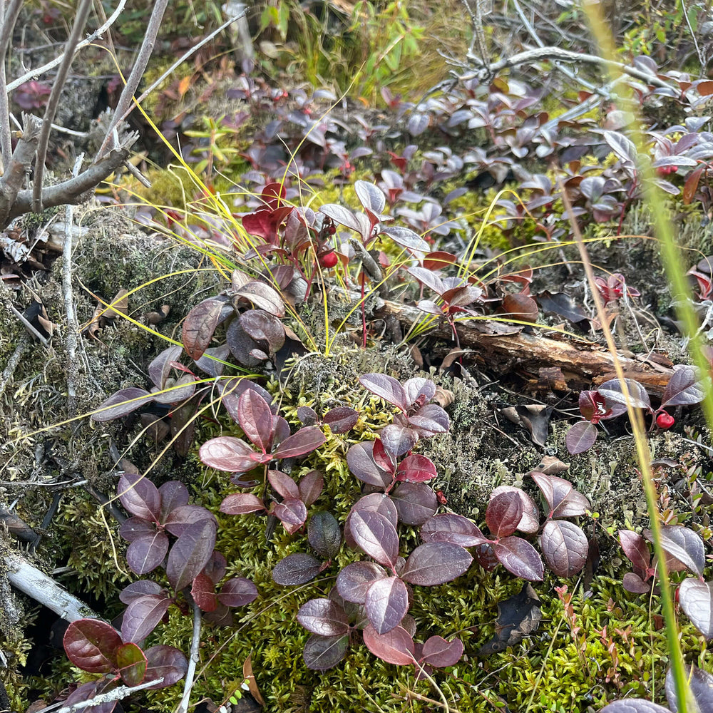 
                  
                    Semences - Thé des bois
                  
                
