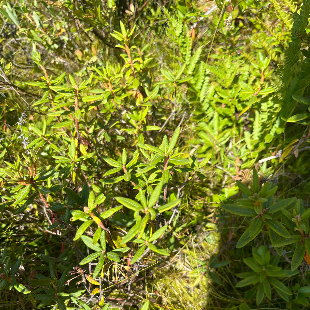 
                  
                    Seeds - Labrador Tea
                  
                