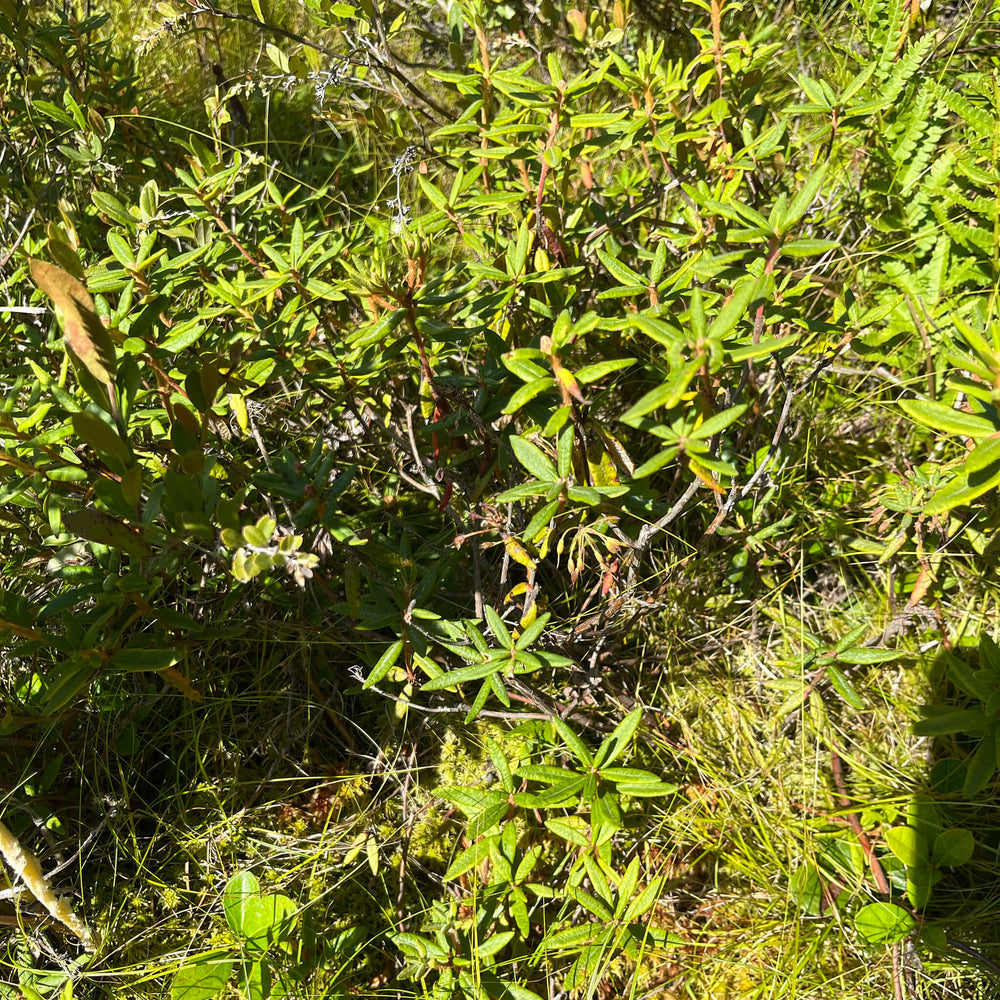 Labrador Tea Seeds