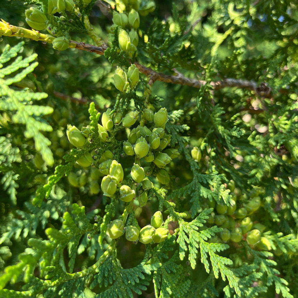 Semences - Thuya occidental (Cèdre)