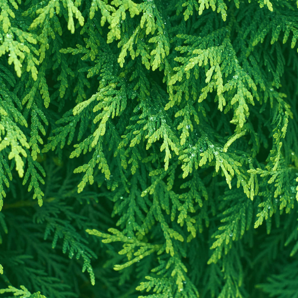 
                  
                    Semences - Thuya occidental (Cèdre)
                  
                