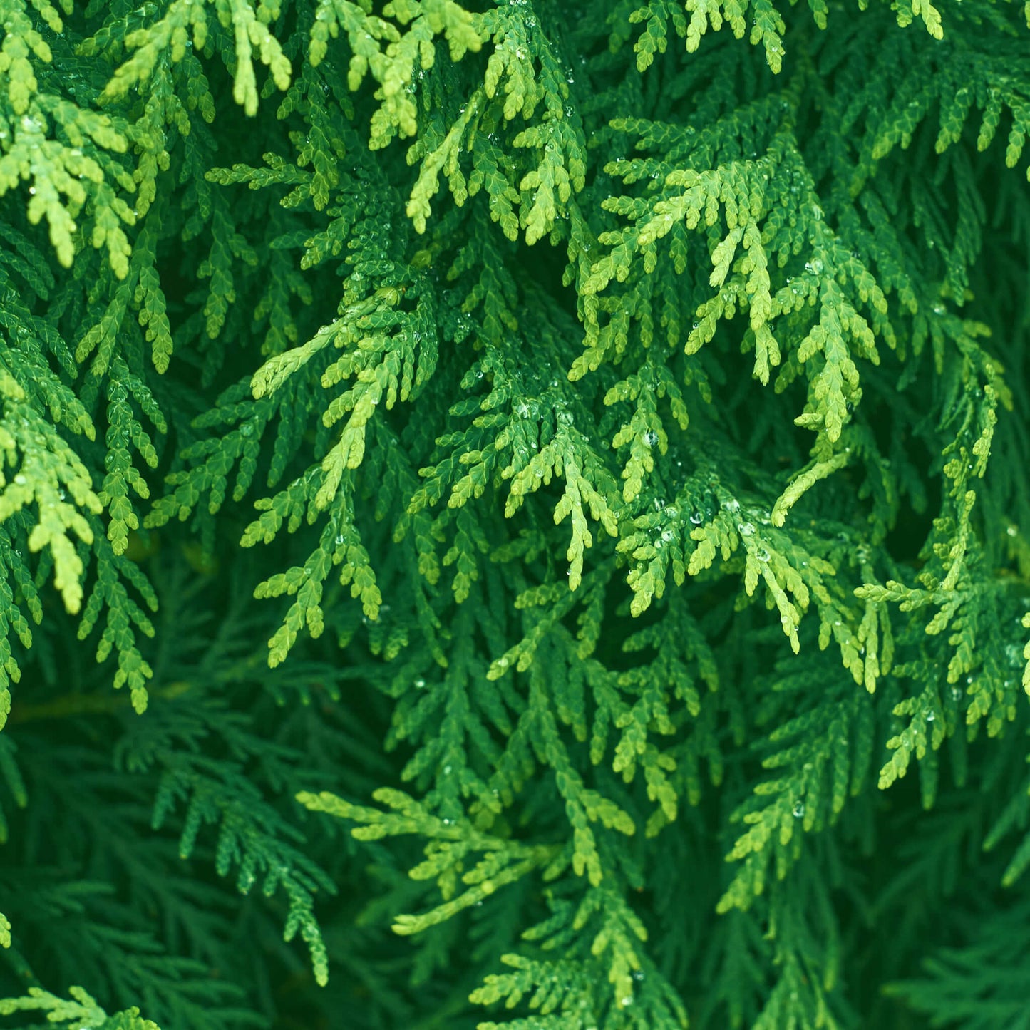 
                  
                    Semences - Thuya occidental (Cèdre)
                  
                