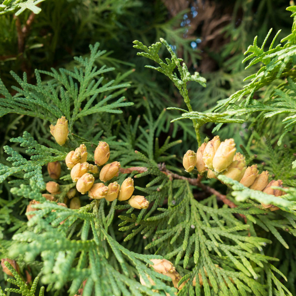 
                  
                    Semences - Thuya occidental (Cèdre)
                  
                
