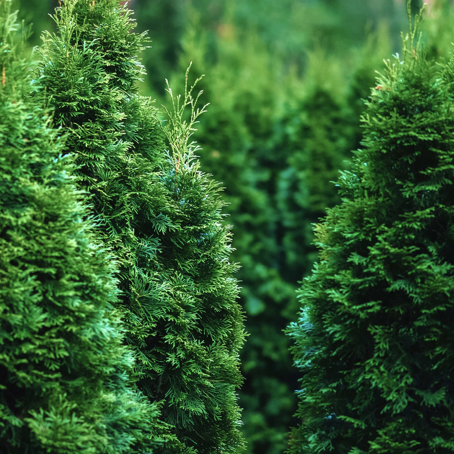 
                  
                    Semences - Thuya occidental (Cèdre)
                  
                