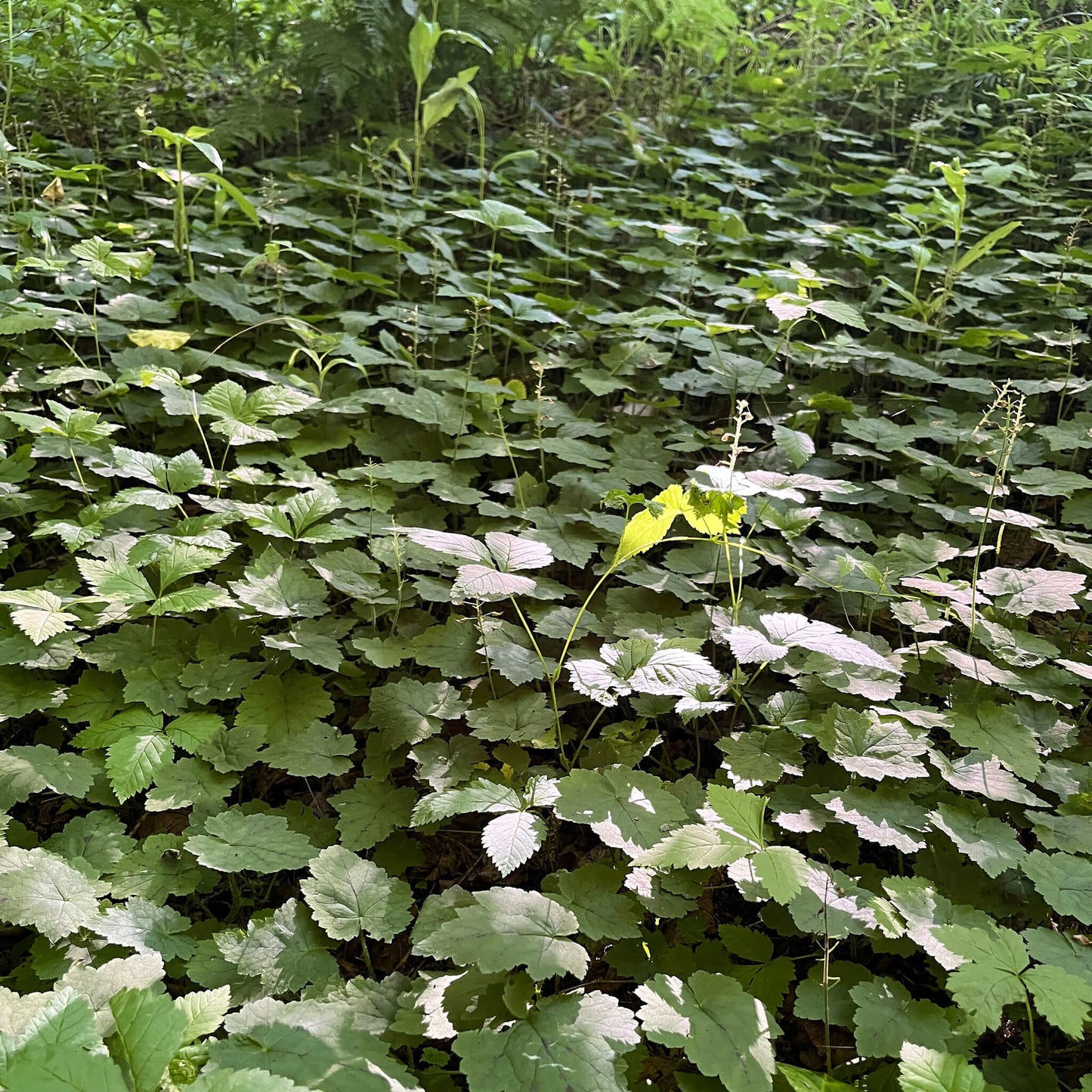 
                  
                    Semences - Tiarelle cordifoliée
                  
                