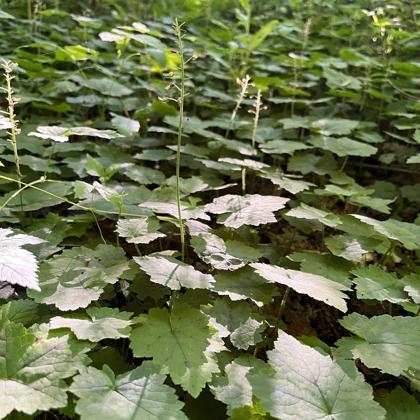 
                  
                    Semences - Tiarelle cordifoliée
                  
                