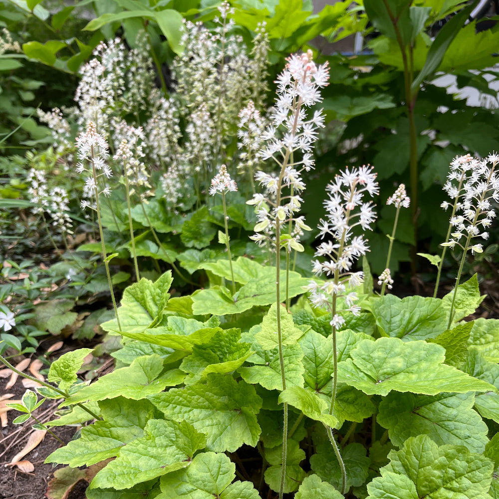 
                  
                    Semences - Tiarelle cordifoliée
                  
                