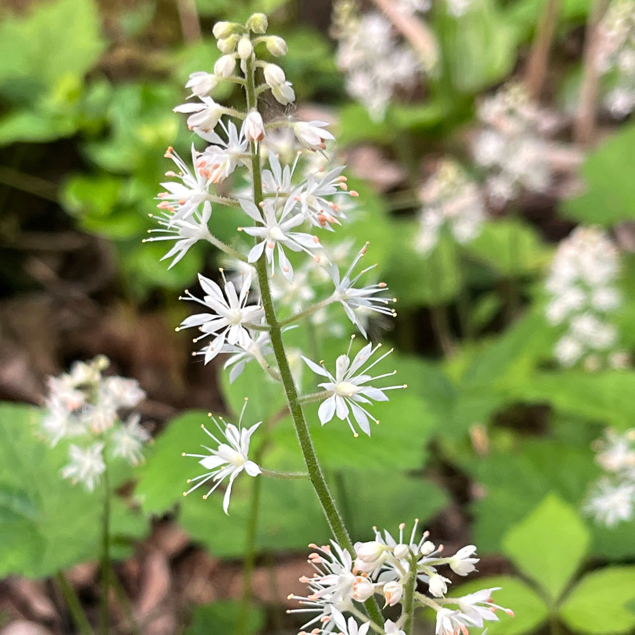 Seeds - Foamflower - Tiarella cordifolia