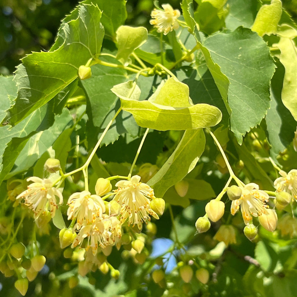 linden flower seeds Seeds - American Basswood