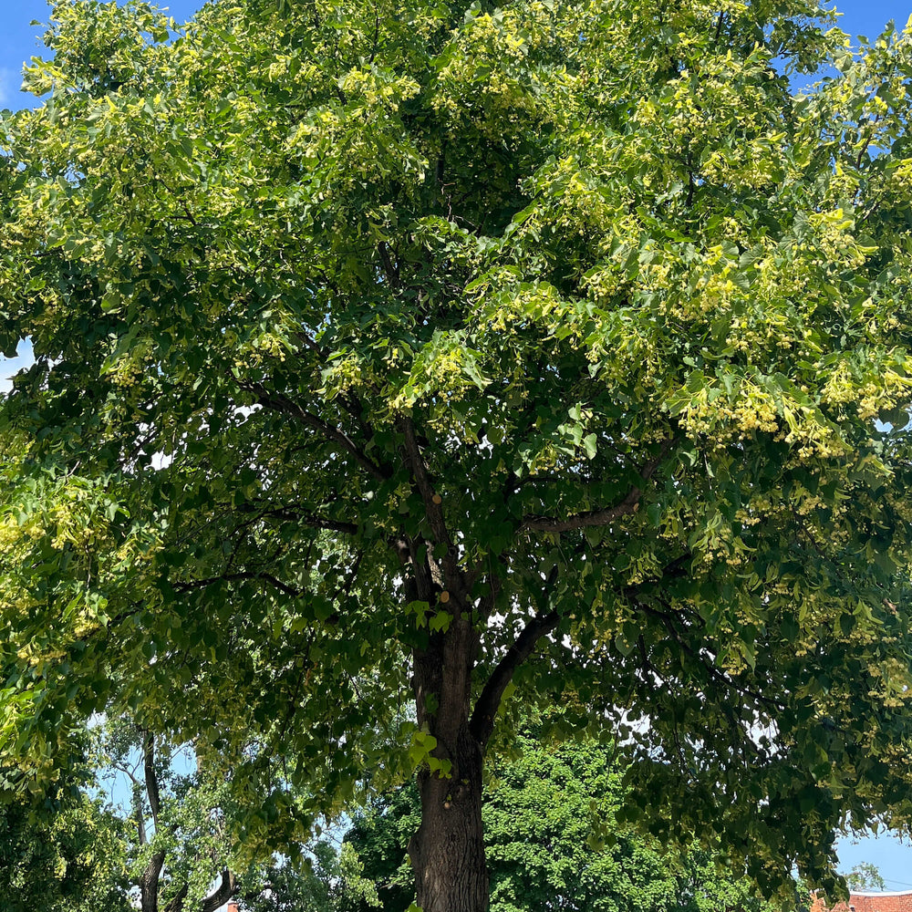 
                  
                    Semences - Tilleul d'Amérique
                  
                