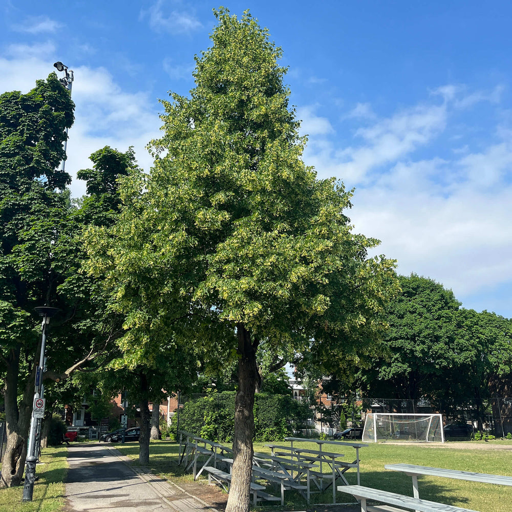 
                  
                    Semences - Tilleul d'Amérique
                  
                