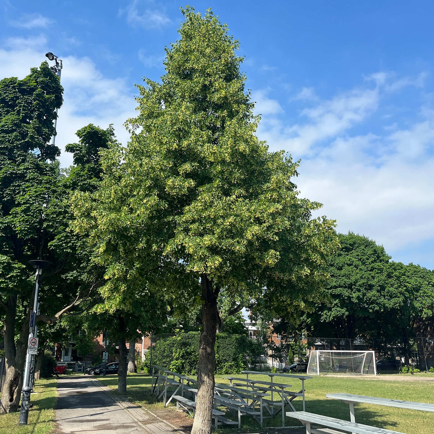 
                  
                    Semences - Tilleul d'Amérique
                  
                