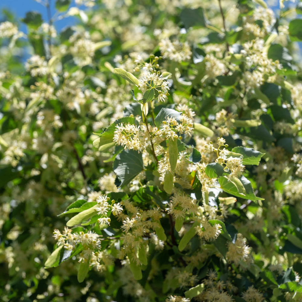 
                  
                    Seeds - American Basswood
                  
                