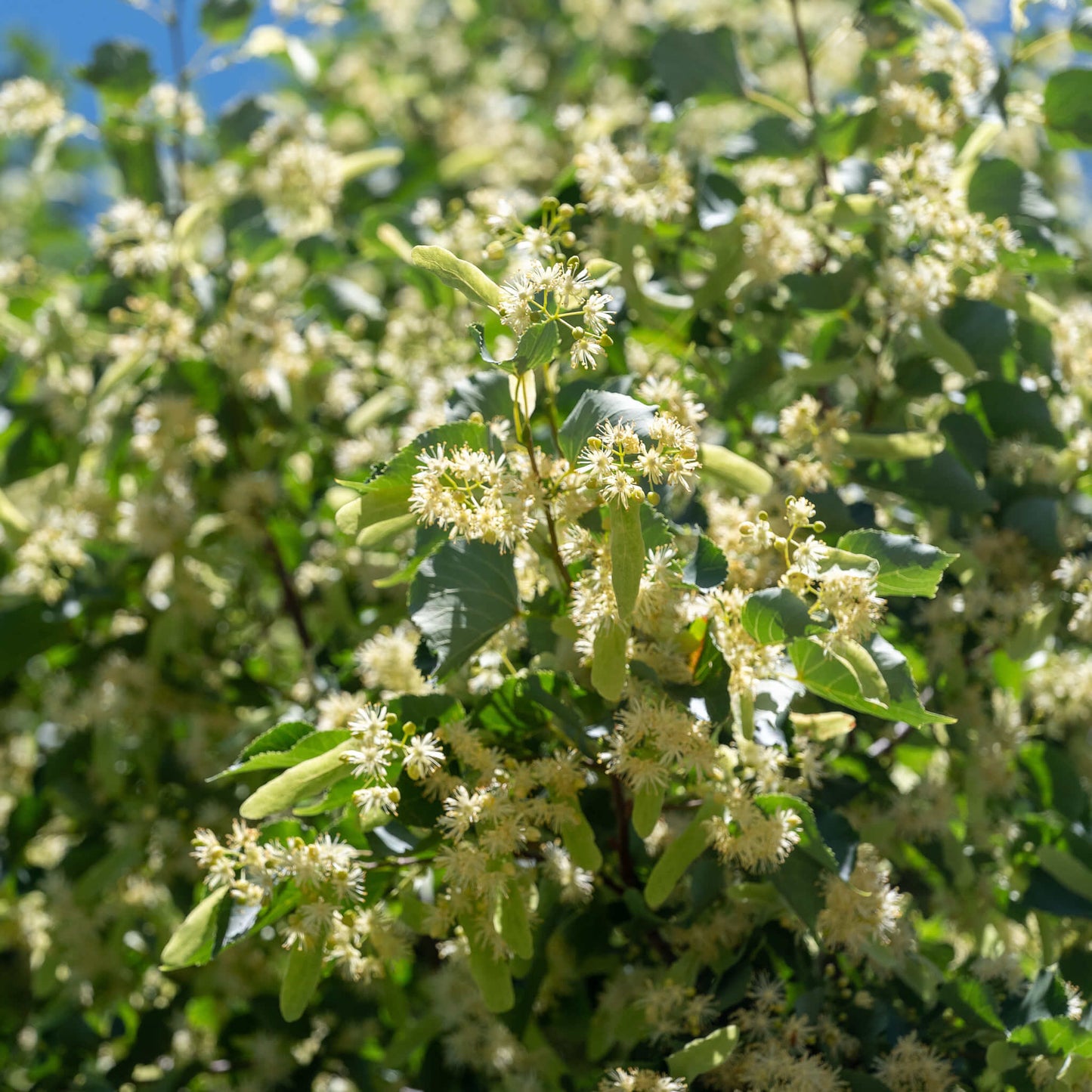 
                  
                    Seeds - American Basswood
                  
                