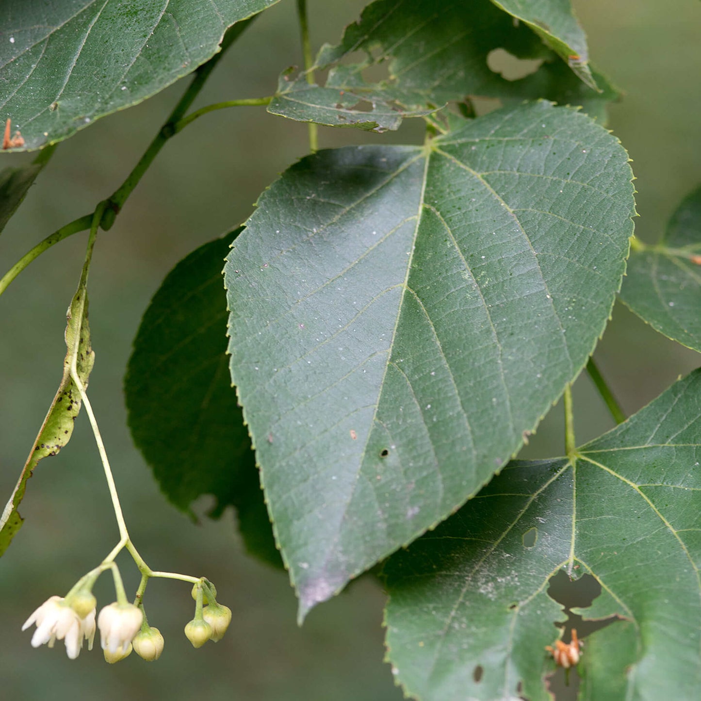 
                  
                    Seeds - American Basswood
                  
                