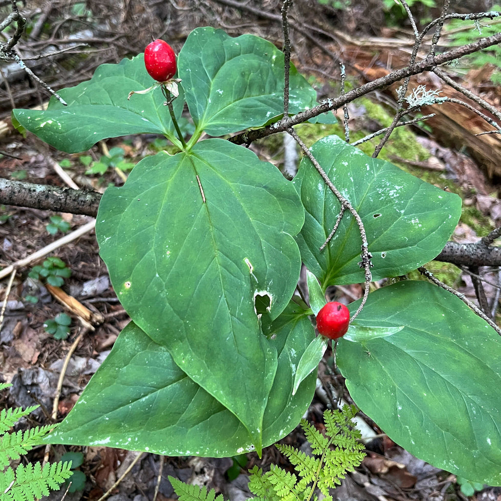 
                  
                    Seeds - Painted Trillium
                  
                