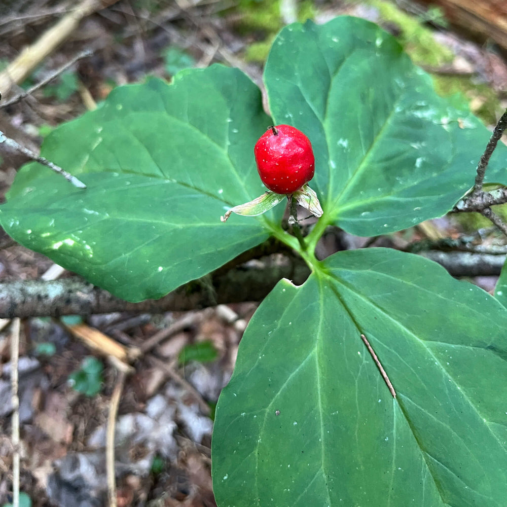 
                  
                    Seeds - Painted Trillium
                  
                