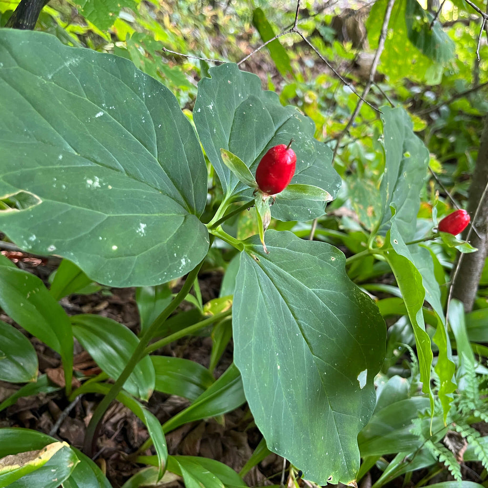 
                  
                    Seeds - Painted Trillium
                  
                