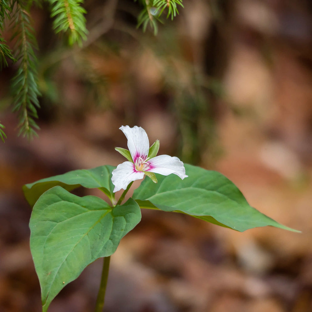 
                  
                    Seeds - Painted Trillium
                  
                