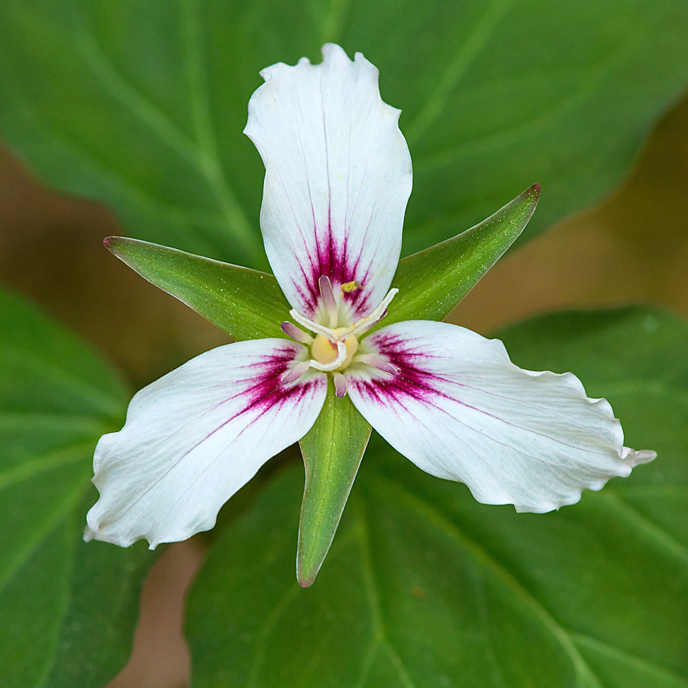 Seeds - Painted Trillium