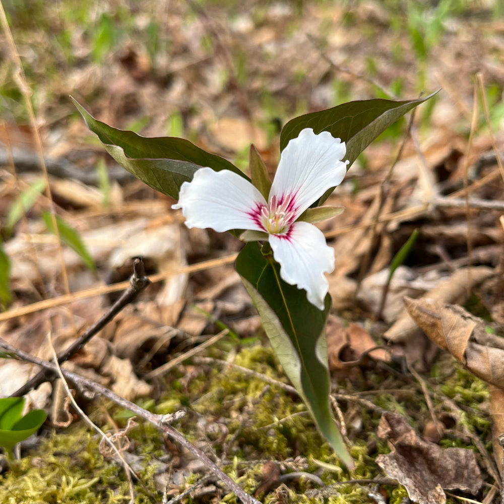 
                  
                    Seeds - Painted Trillium
                  
                