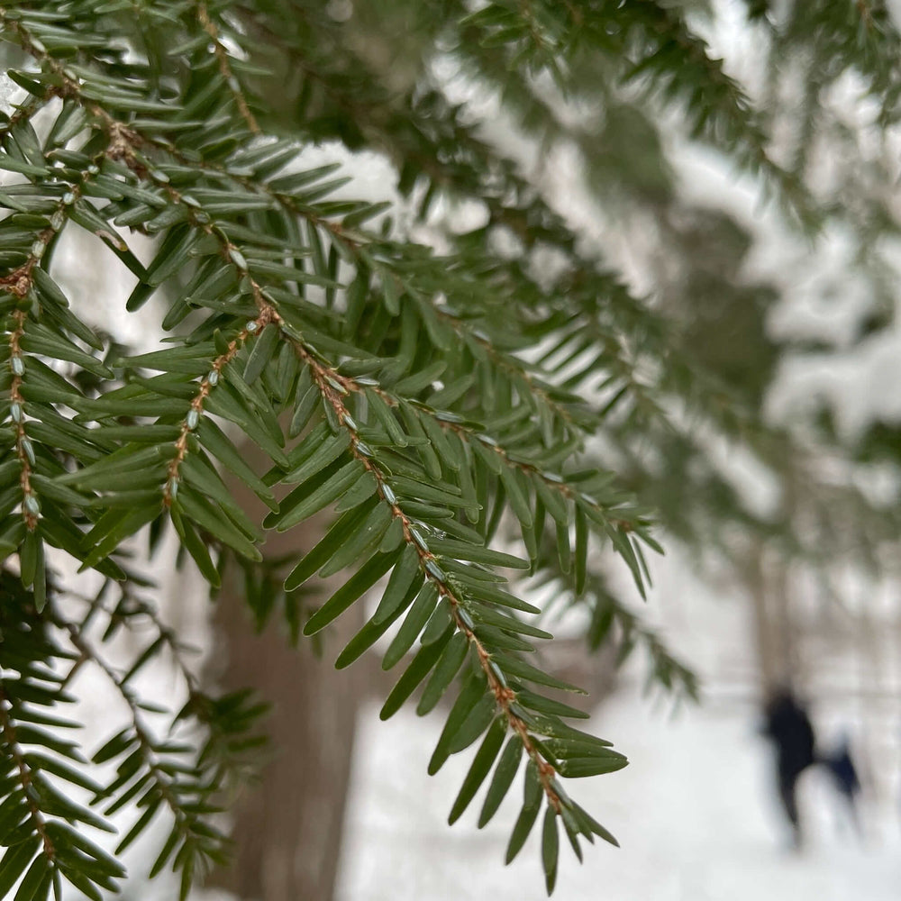
                  
                    Semences - Pruche du Canada
                  
                