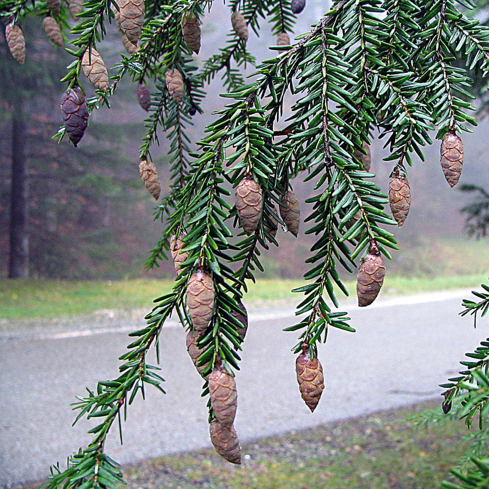 
                  
                    Semences - Pruche du Canada
                  
                