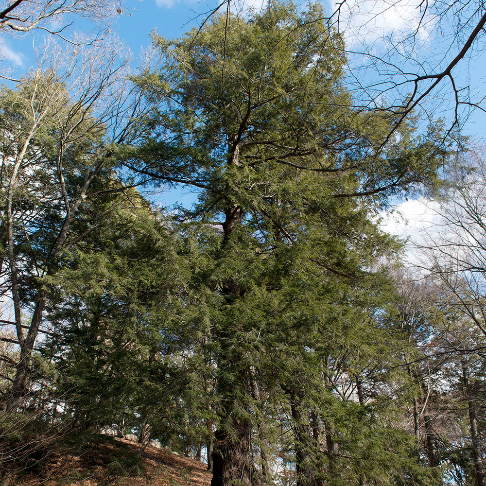 Semences - Pruche du Canada