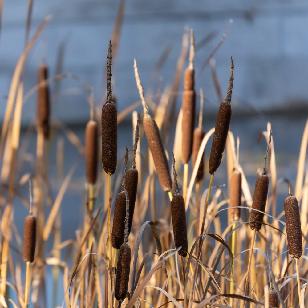 
                  
                    Semences - Quenouille à feuilles larges
                  
                