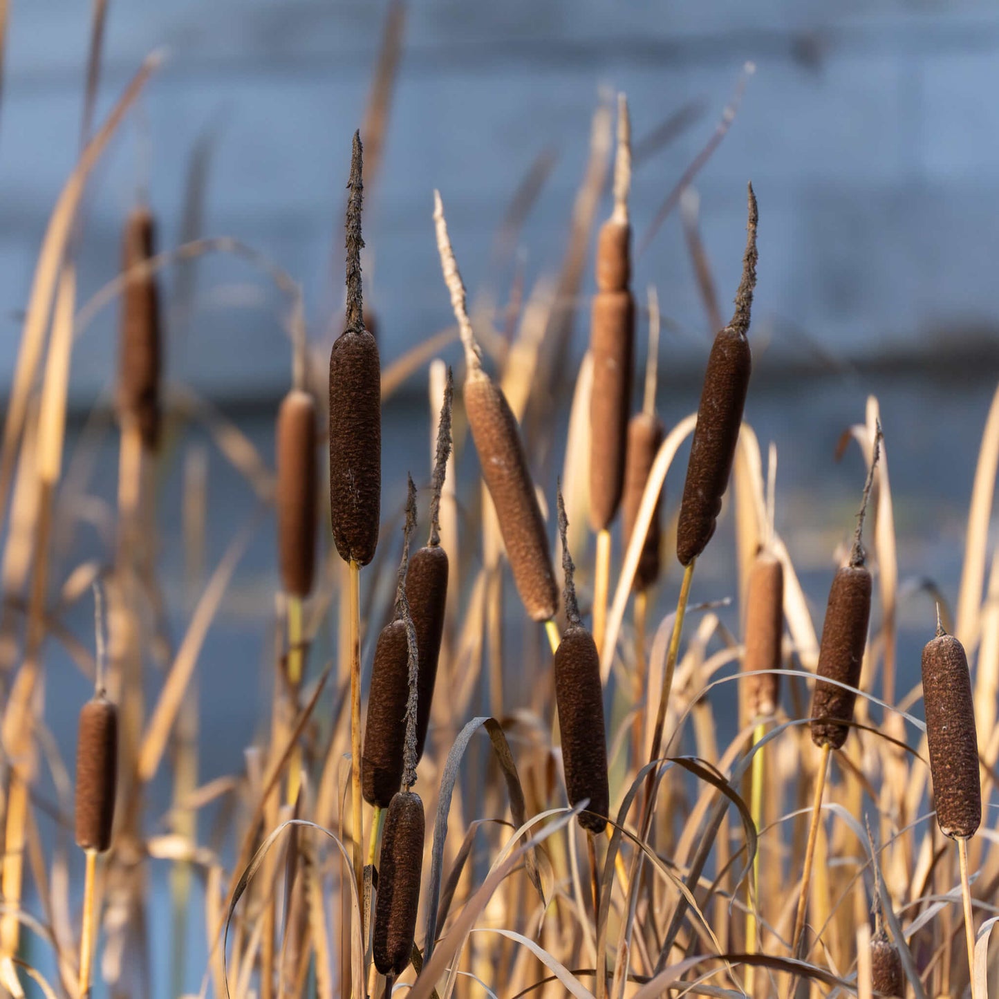 
                  
                    Semences - Quenouille à feuilles larges
                  
                
