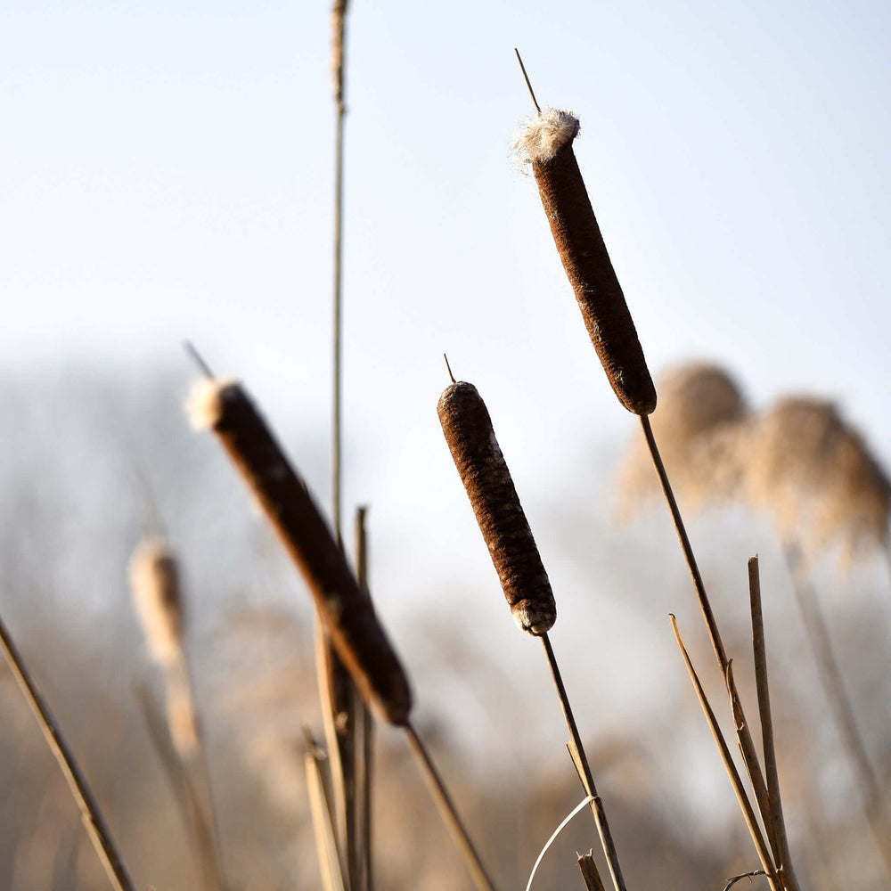 
                  
                    Semences - Quenouille à feuilles larges
                  
                