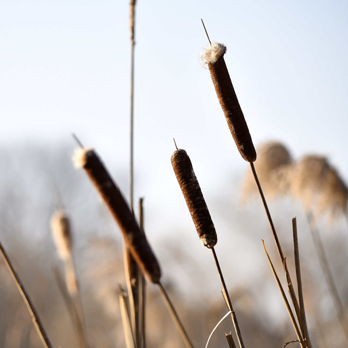 
                  
                    Semences - Quenouille à feuilles larges
                  
                