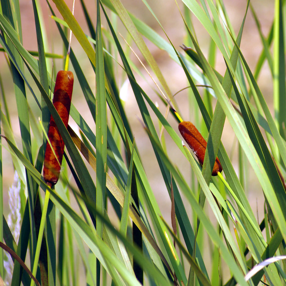 Semences - Quenouille à feuilles larges
