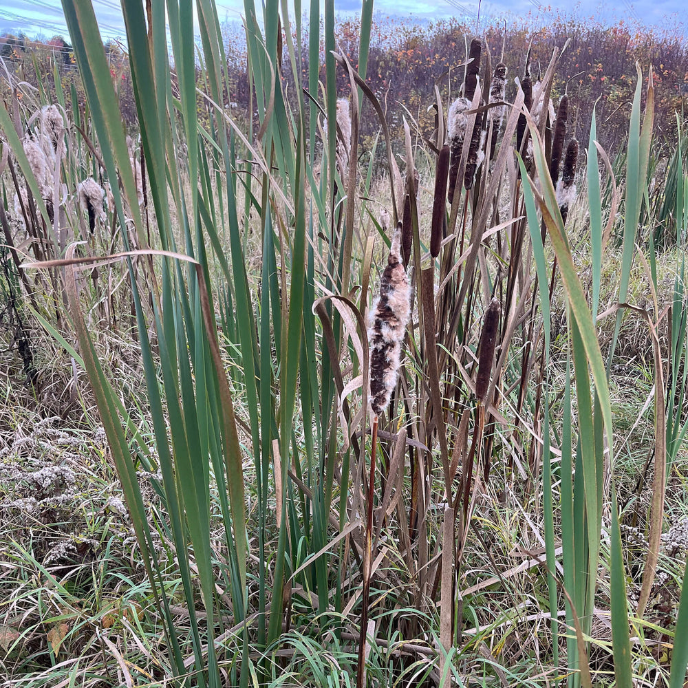 
                  
                    Semences - Quenouille à feuilles larges
                  
                