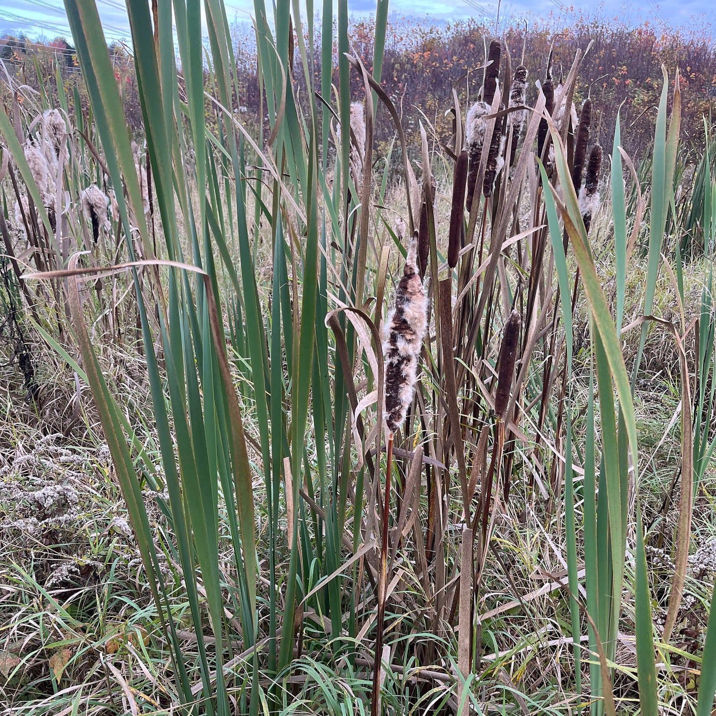 
                  
                    Semences - Quenouille à feuilles larges
                  
                