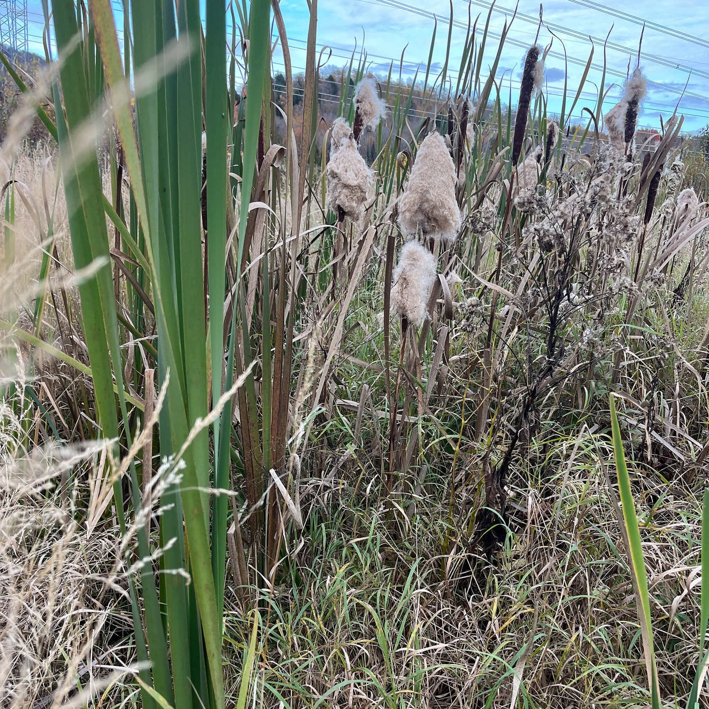 
                  
                    Semences - Quenouille à feuilles larges
                  
                