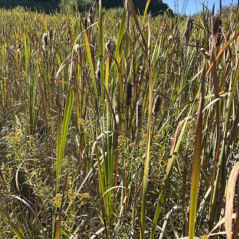 
                  
                    Semences - Quenouille à feuilles larges
                  
                