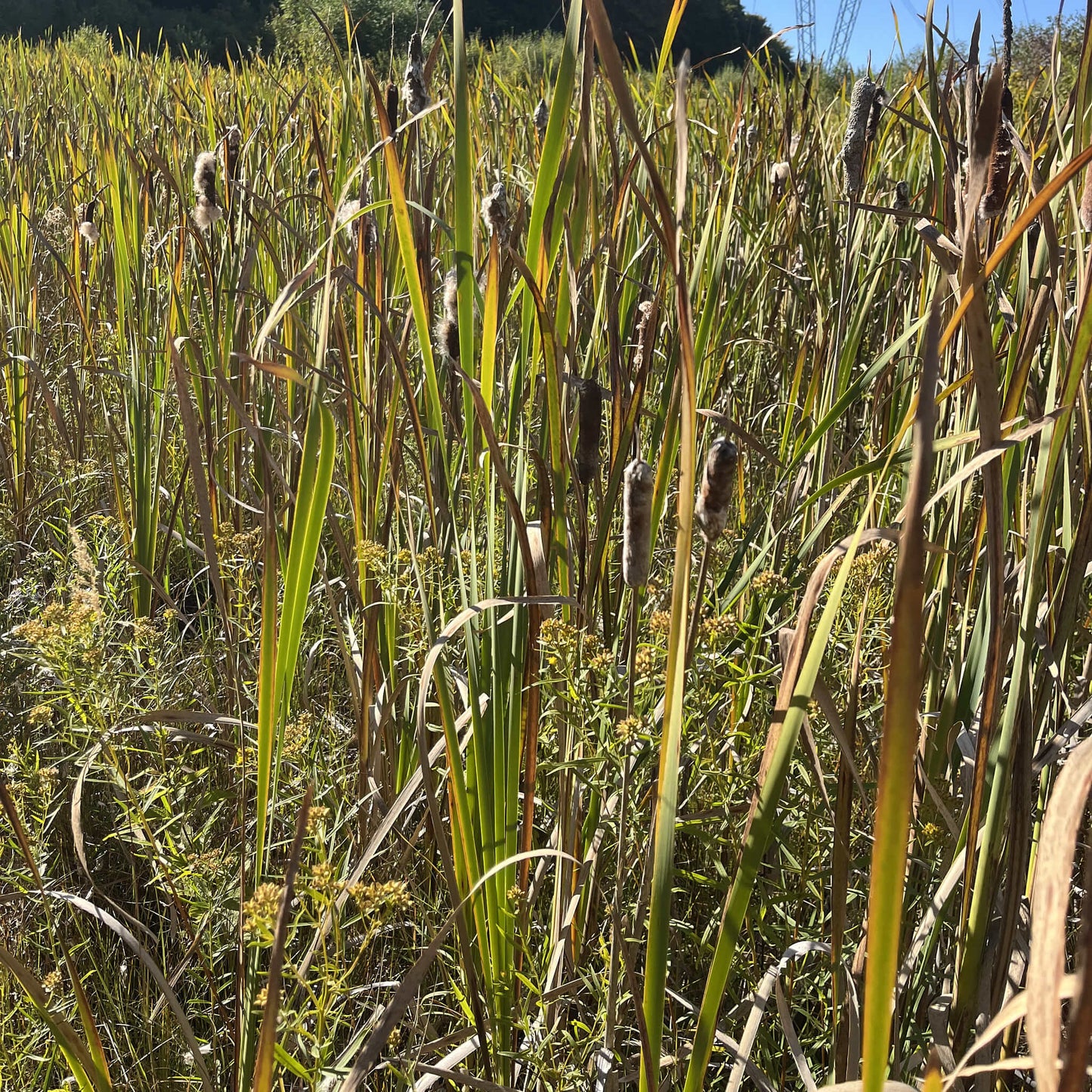 
                  
                    Semences - Quenouille à feuilles larges
                  
                