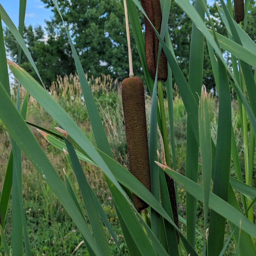 Semences - Quenouille à feuilles larges